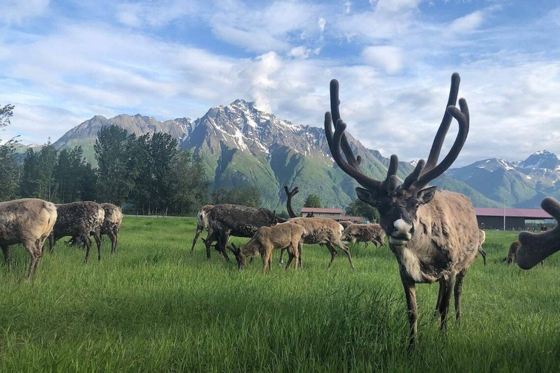 Experience Alaska’s Wildlife
