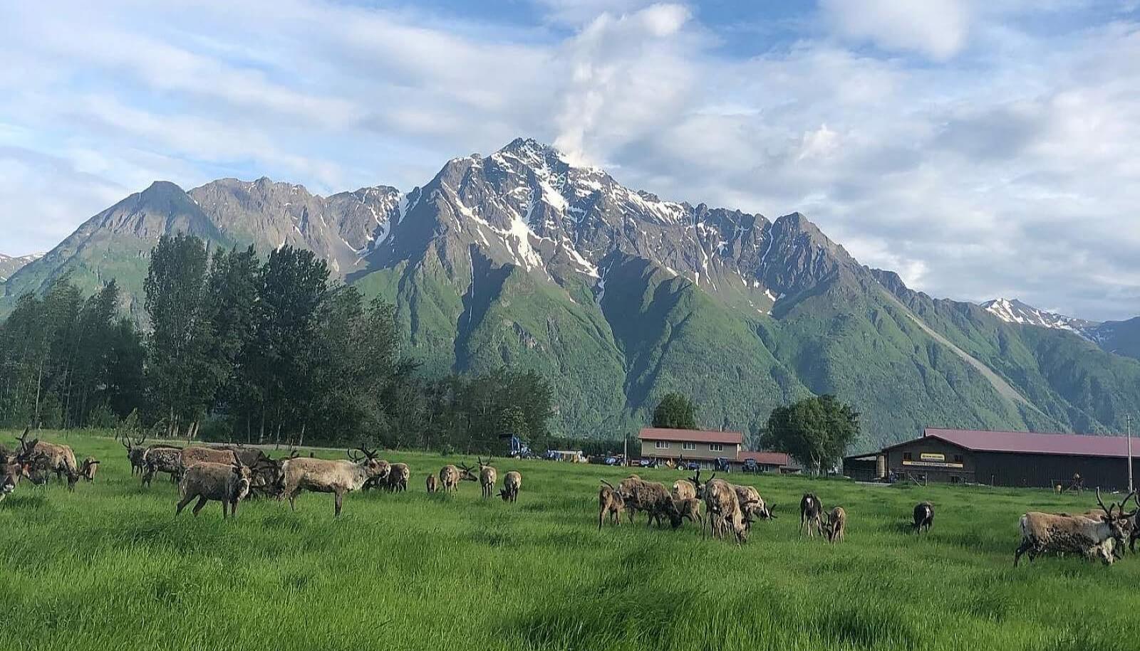 Meet Alaska’s Only Reindeer Farm