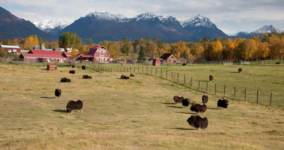 Musk Ox Farm Musk Ox Farm